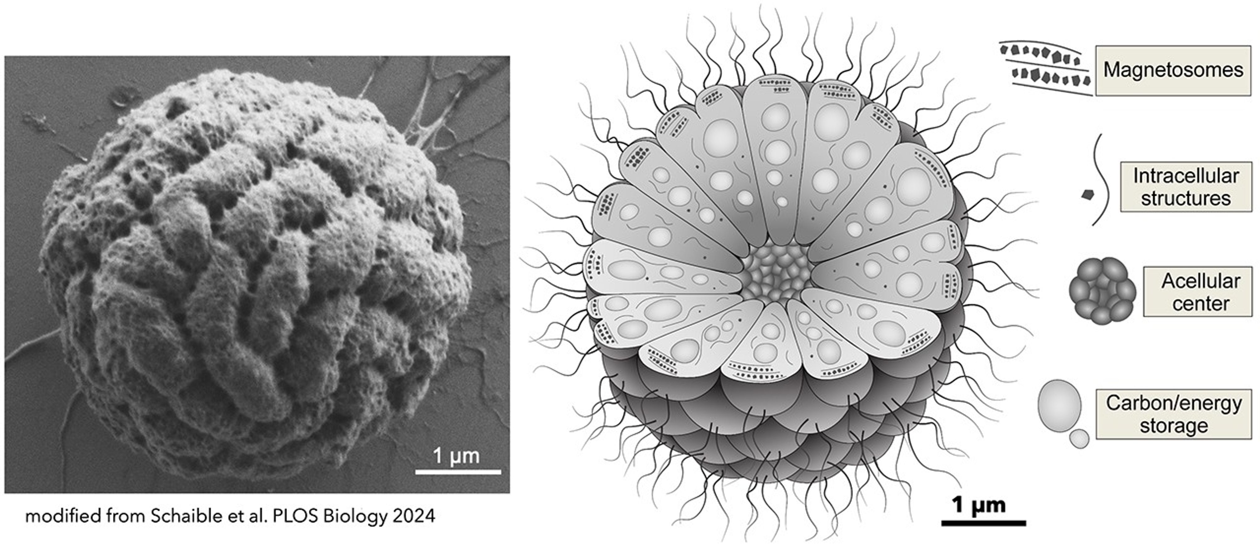 To left, a black and white image of a group of cells. They resemble a ball of yarn. To the right is a drawing of the ball of cells with a cut-out to view the interior. The are organized like pyramids pressed together to form the ball.The center of the ball is hollow where all the points come together leaving a gap.