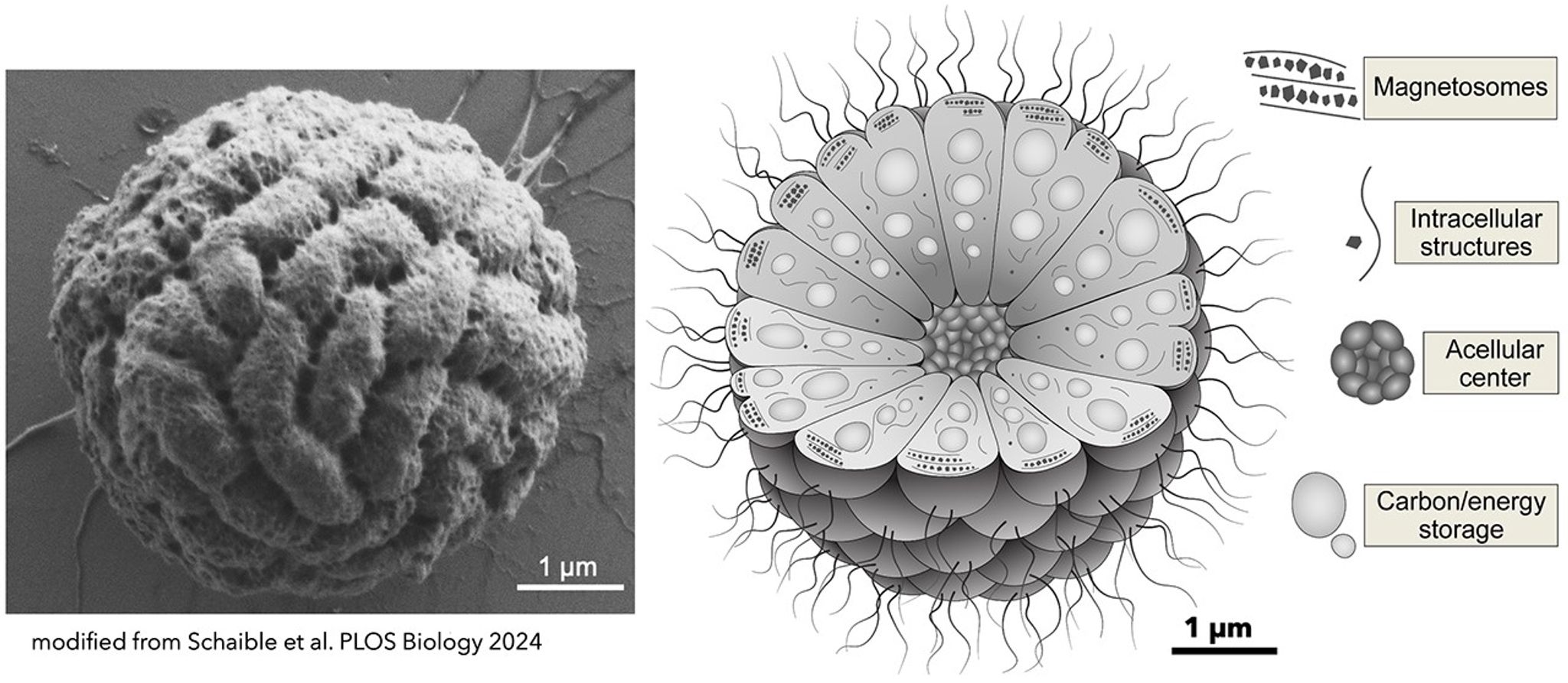 To left, a black and white image of a group of cells. They resemble a ball of yarn. To the right is a drawing of the ball of cells with a cut-out to view the interior. The are organized like pyramids pressed together to form the ball.The center of the ball is hollow where all the points come together leaving a gap.