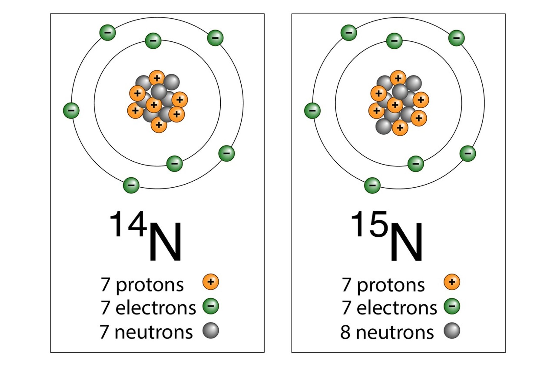 Two isotopes of nitrogen are shown with a list of what they are made of. 14N has 7 protons, 7 electrons, and 7 neutrons. 15N has 7 protons, 7 electrons, and 8 neutrons.