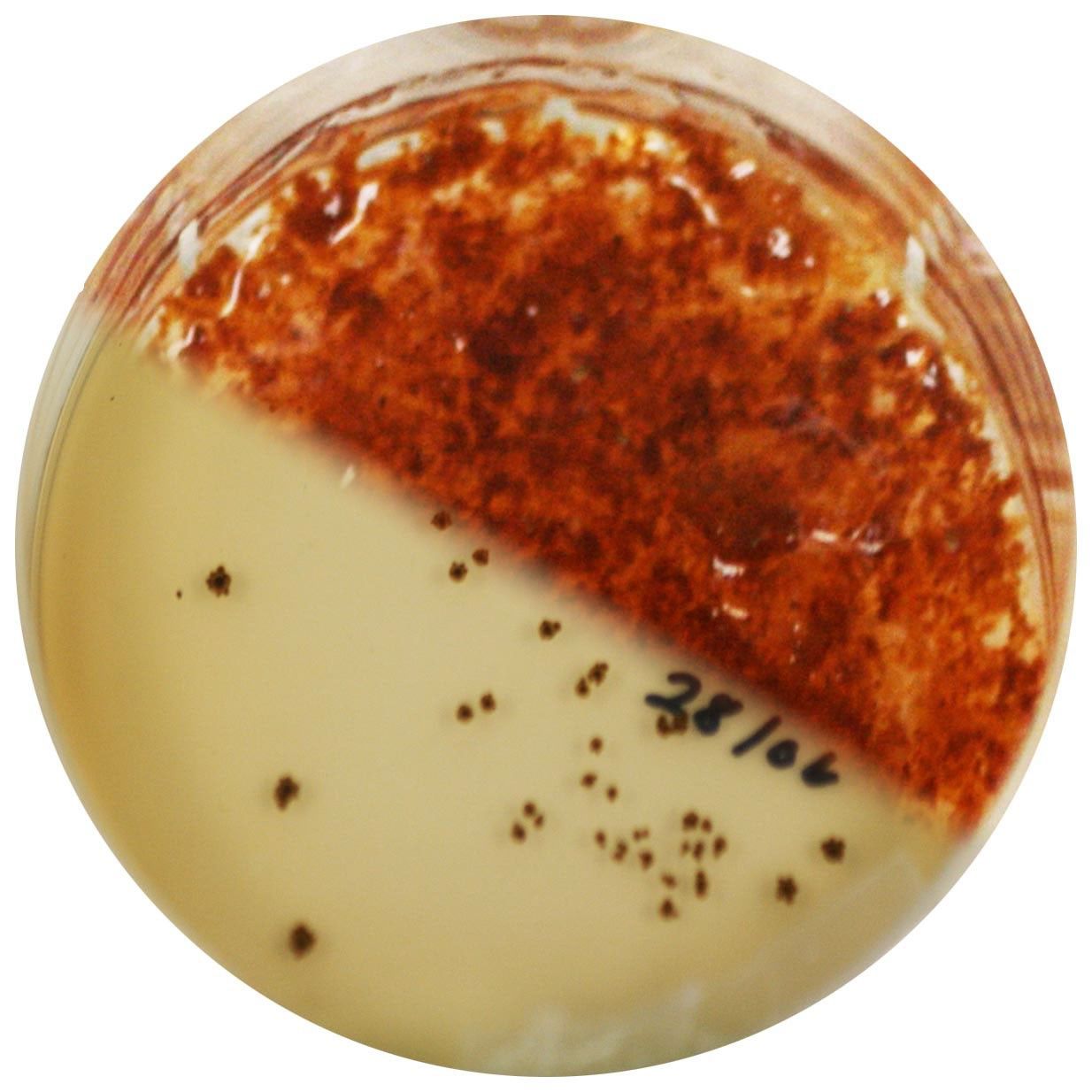 An apparently single circular petri dish divided into halves that actually show 2 different petri dishes for comparison. One half has a few specs of red while the other is saturated with red.