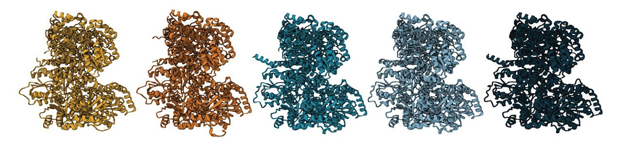 Five molecules are shown as 3D renderings in a line. They are shaded different colors, left to right: yellow, orange, green/blue, light blue, and dark blue. Slight differences can be seen in the twists and turns of their structure as they get more complicated moving from left to right.
