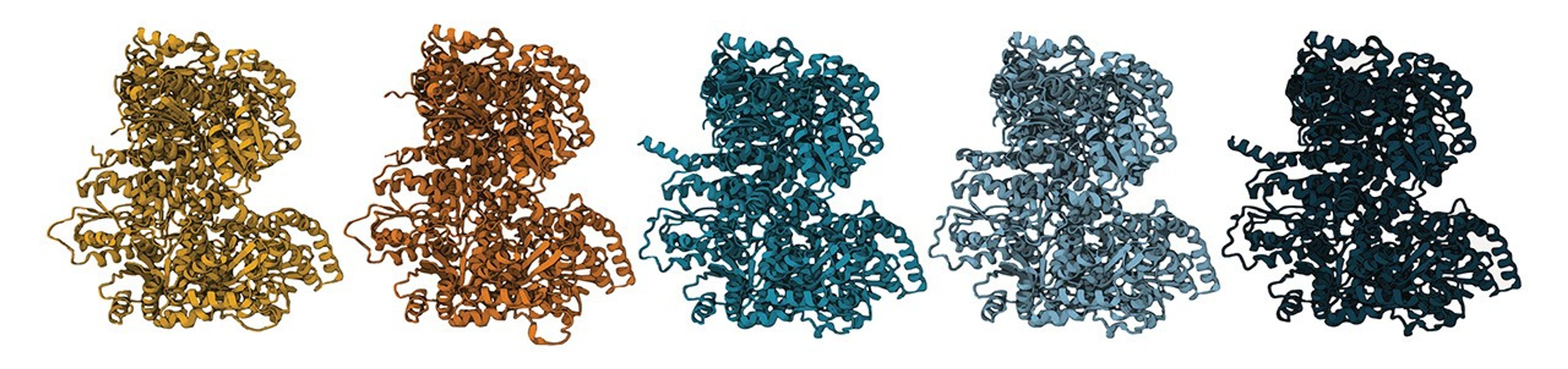 Five molecules are shown as 3D renderings in a line. They are shaded different colors, left to right: yellow, orange, green/blue, light blue, and dark blue. Slight differences can be seen in the twists and turns of their structure as they get more complicated moving from left to right.