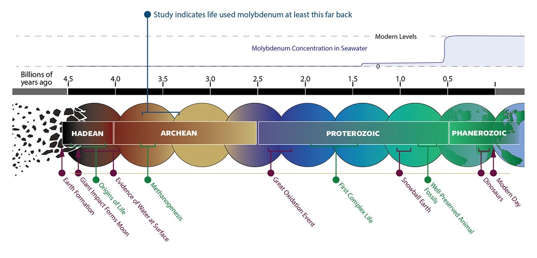 This infographic has a label at roughly 3.7-3.3 billion yeas ago that says, "Study indicates life used molybdenum at least this far back." The image has a timeline of Earth's history going back to 4.5 billion years ago with labels: Hadean (4.5 to 4.0), Archean (4.0 to 2.5), Proterozoic (2.5 to 0.5) and Phanerozoic (0.5 to present). Behind the geological names are colored circles representing stages of the Earth, starting from grey/red as the circle first forms to the left (Hadean) and progressing to blue with green continents (Phanerozoic). Other events are labeled along the timeline: Earth Formation, Giant Impact forms Moon, Origins of Life, Evidence of Water at Surface, Methangesis, Great Oxidation Event, First Complex Life, Snowball Earth, Well-Preserved Animal Fossils, Dinosaurs, Modern Day. At the top, a line shows that Molybdenum concentration in Seawater was negligible until roughly 1.4 billion years ago (mid-Proterozoic), then rose to approach modern levels at around 0.5 billion years ago (Phanerozoic).
