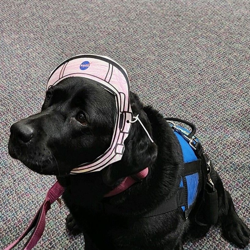 Black dog wearing a paper astronaut helmet, leash, and harness.