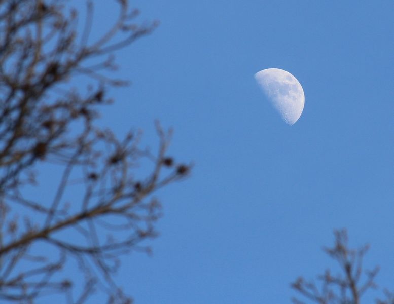 La Luna en cuarto creciente sobre un cielo azul, con ramas de árboles en primer plano