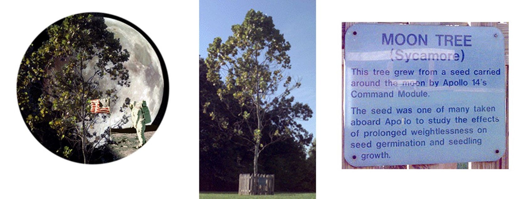 Collage of 3 images. Left image: Collage inset within a circle depicting an astronaut watering a tree. A large full moon in the background. Middle image: Photo of a tree with a small fence around the trunk. Right photo: