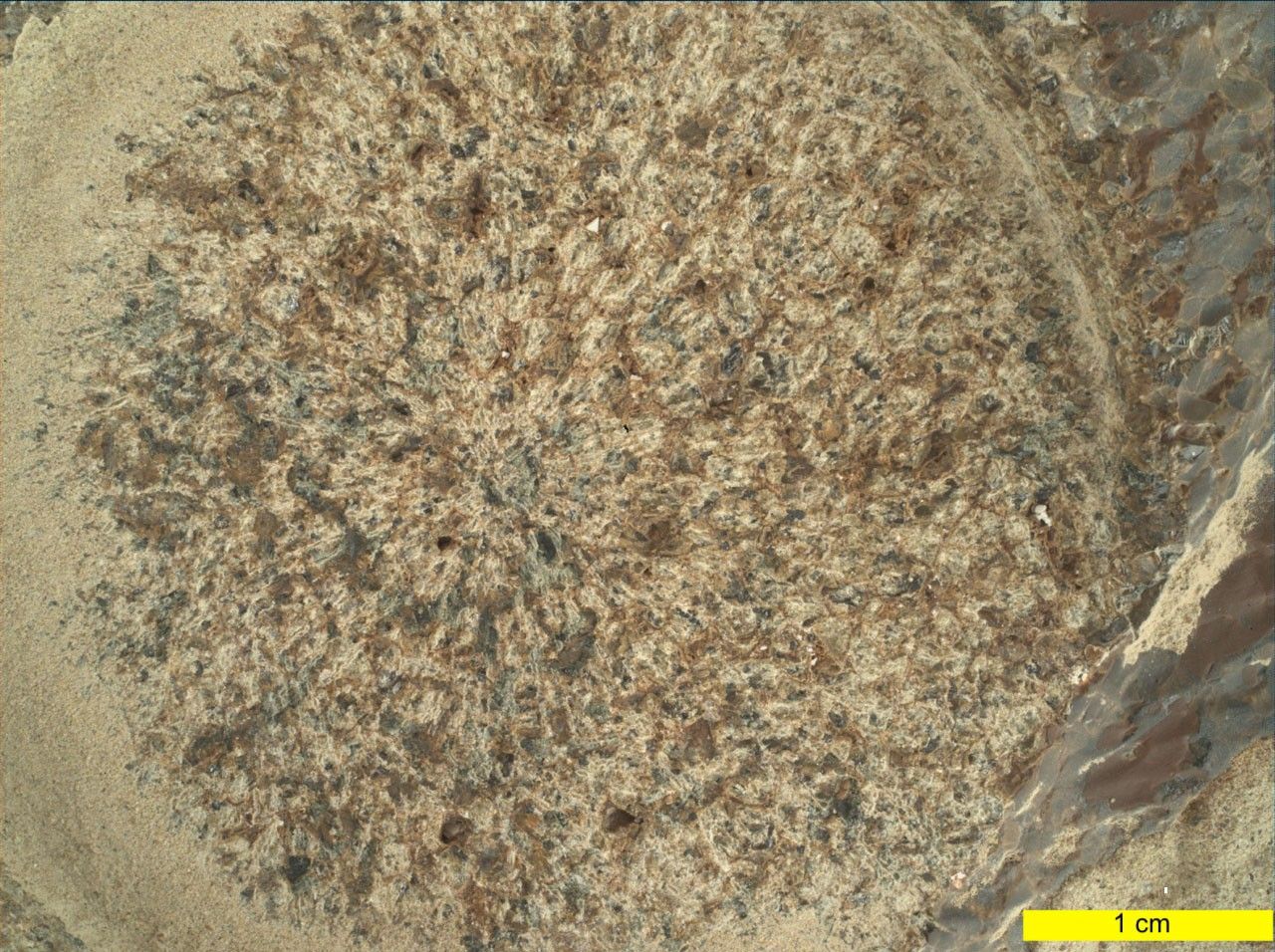 This close-up view of a rock target named "Dourbes" was provided by the WATSON (Wide Angle Topographic Sensor for Operations and eNgineering) camera on the end of the robotic arm aboard NASA’s Perseverance Mars rover.