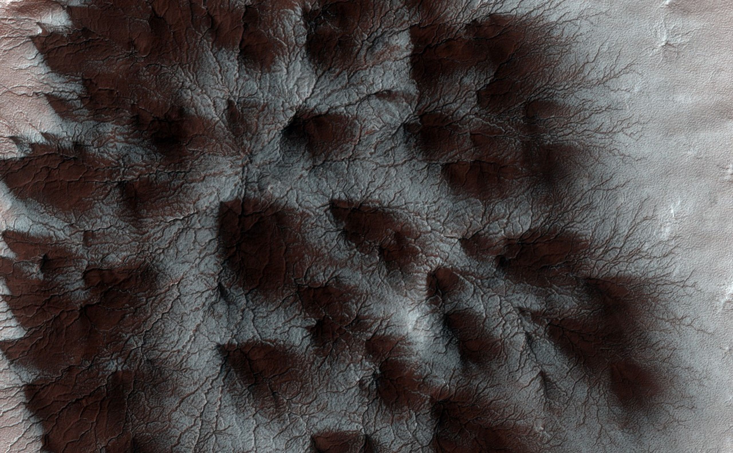 Starburst Spider image