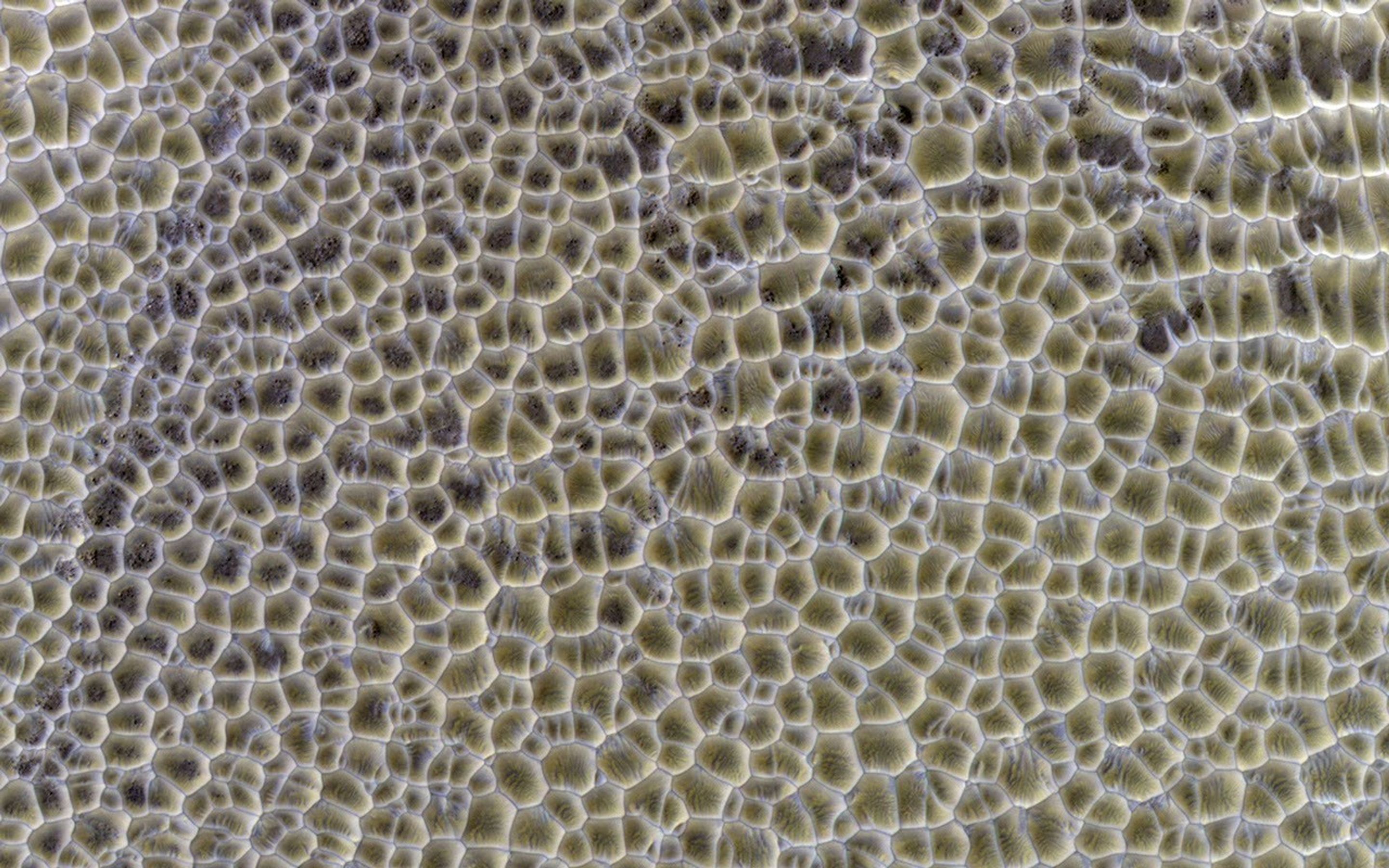 This image shows mud flats in the shape of polygons in a snake-skin-looking pattern.