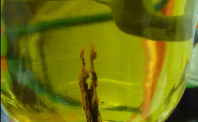 A laboratory-created "chemical garden" made of a combination of black iron sulfide and orange iron hydroxide/oxide is shown in this photo.