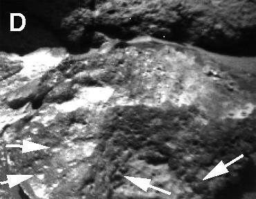 Well-rounded objects, like the ones in this image from NASA's Sojourner Rover, were not seen at the Viking sites. These are thought to be pebbles liberated from sedimentary rocks composed of cemented silts, sands and rounded fragments.