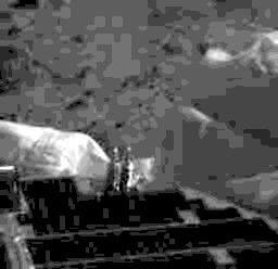 This is the first image from NASA's Imager for Mars Pathfinder (IMP) that includes a glimpse of the plant surface. This image was taken at 8:42 MLSTsol 1.