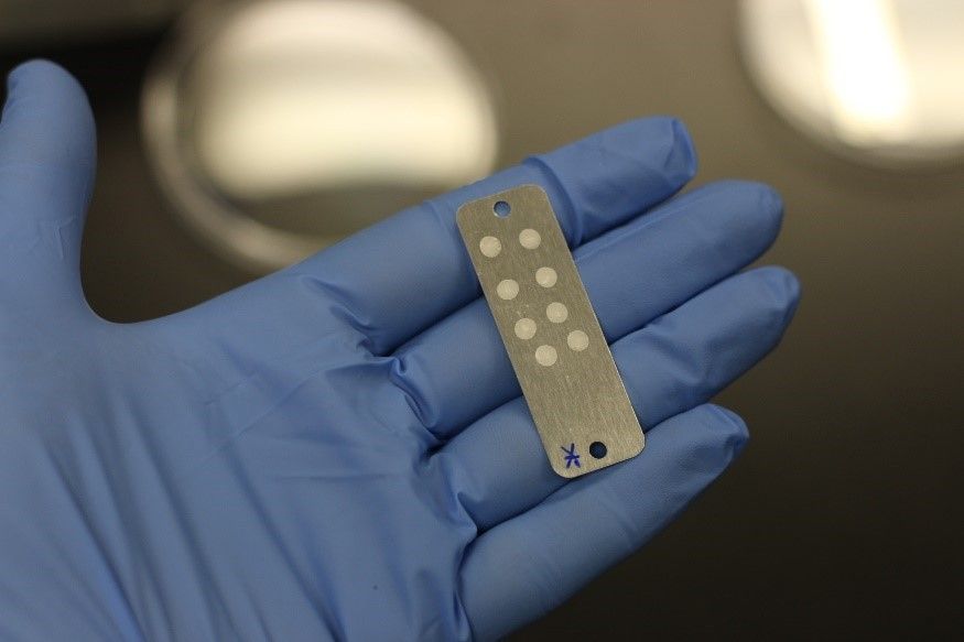 A small metal card used to transport bacteria, also known as a "coupon."