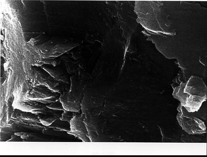 In the center of this electron microscope image of a small chip from a meteorite are several tiny structures that are possible microscopic fossils of primitive, bacteria-like organisms that may have lived on Mars more than 3.6 billion years ago.