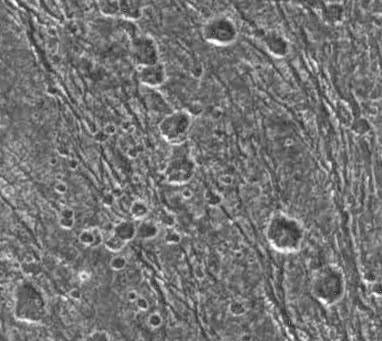 NASA's Galileo spacecraft obtained this image on September 6, 1996 showing two large, ancient impact craters, known as palimpsests, have modified this area of dark terrain on Jupiter's moon Ganymede.