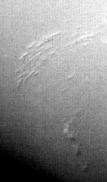 This image of Neptune's south polar region was obtained by NASA's Voyager on Aug. 23, 1989. The smallest cloud features are 45 kilometers (28 miles) in diameter. The image shows the discovery of shadows in Neptune's atmosphere, shadows cast onto a deep cl
