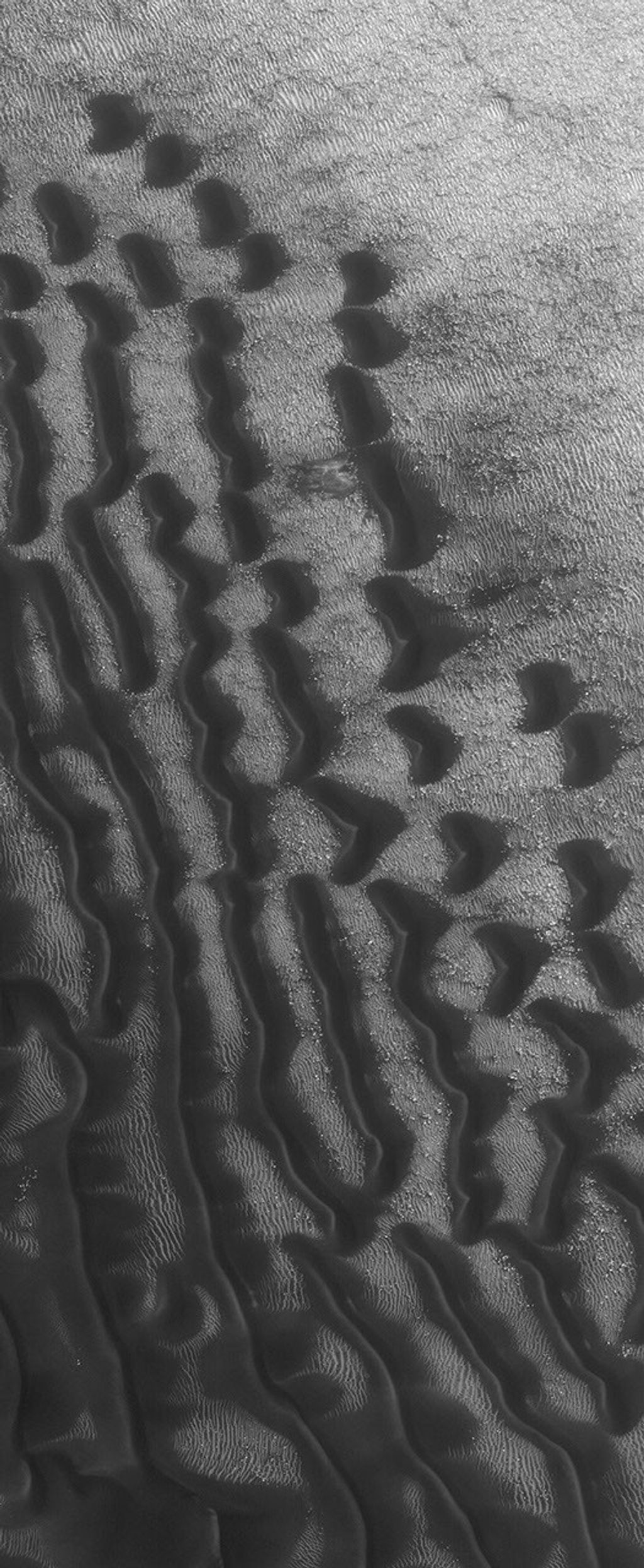This image from NASA's Mars Global Surveyor shows dark dunes superposed on the rippled floor of Proctor Crater in Noachis Terra. Winds blowing predominantly from east (right) to west (left) were responsible for the formation of these dunes on Mars.