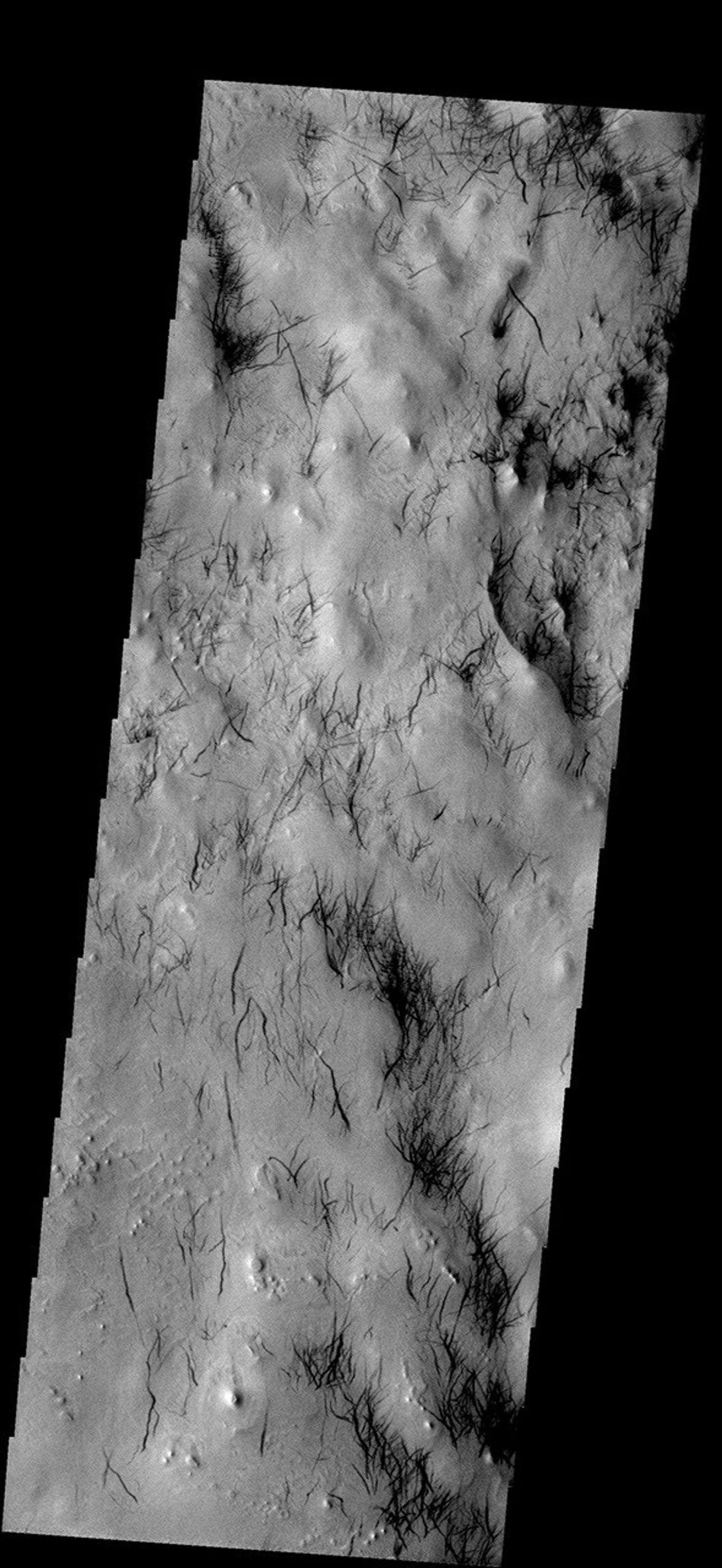 These dust devil tracks are located in the region surrounding Hooke Crater on Mars as seen by NASA's 2001 Mars Odyssey spacecraft.