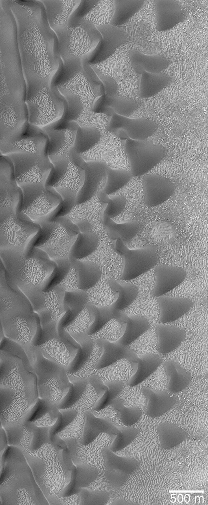 NASA's Mars Global Surveyor shows a group of spectacular scalloped sand dunes at the edge of a much larger field of dark-toned dunes in Proctor Crater on Mars.
