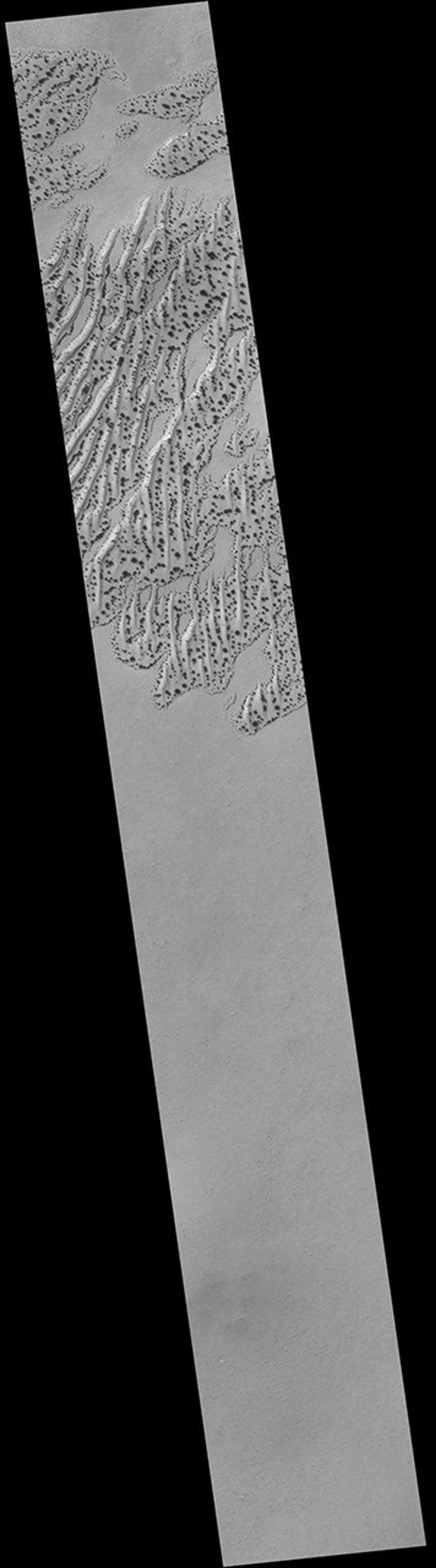 NASA's Mars Global Surveyor shows defrosting sand dunes durting the late southern winter on Mars.