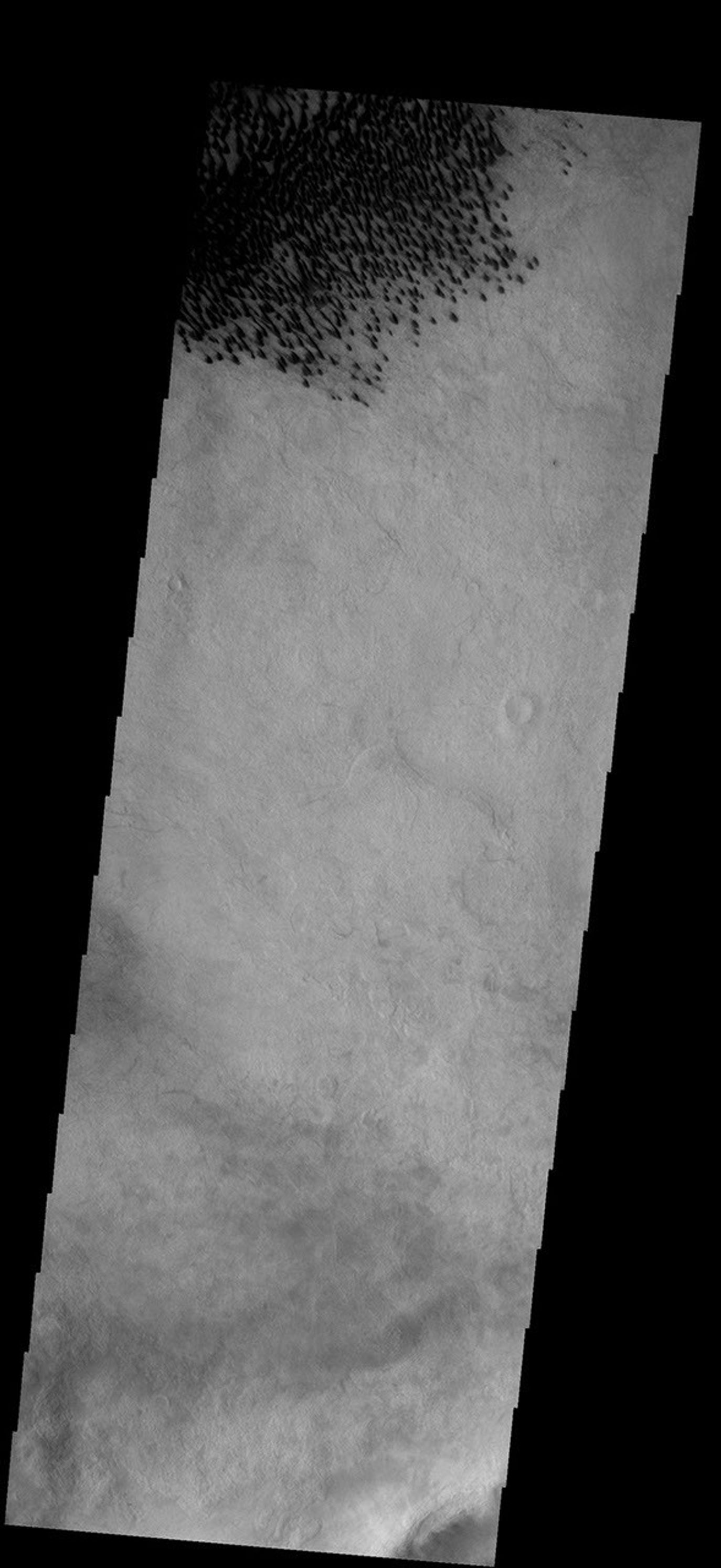 This field of dunes is located on the floor of Brashear Crater on Mars as seen by NASA's 2001 Mars Odyssey spacecraft.