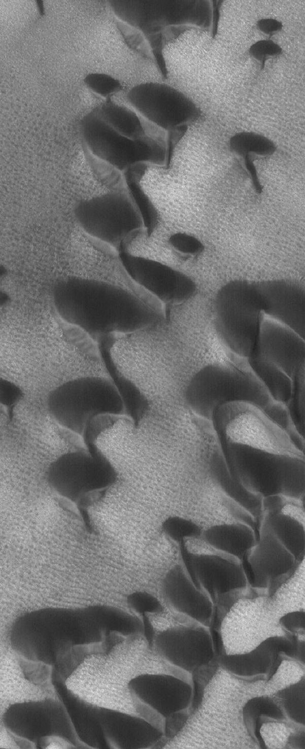 NASA's Mars Global Surveyor shows dark sand dunes in the north polar region of Mars. Surrounding much of the north polar ice cap are fields of sand dunes.