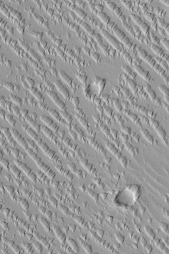NASA's Mars Global Surveyor shows a suite of wind-sculpted ridges on the plains northwest of the Tharsis volcano, Ascraeus Mons on Mars. Two circular features are old meteor impact craters.