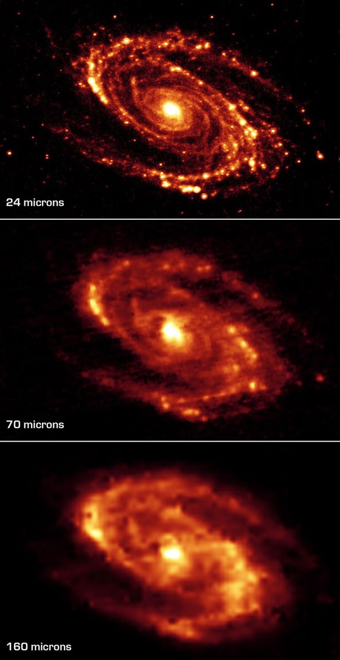 The magnificent and dusty spiral arms of the nearby galaxy Messier 81 are highlighted in these NASA Spitzer Space Telescope images.