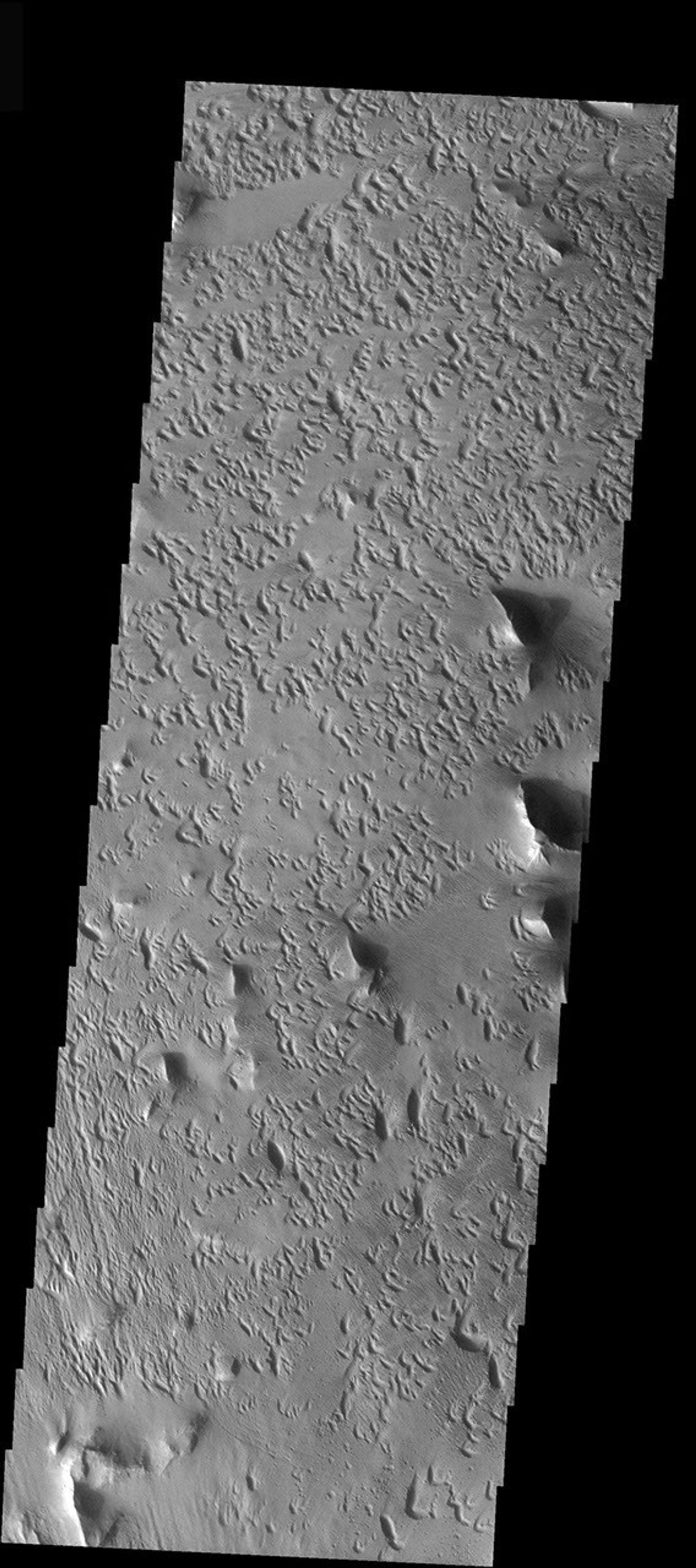 This image from NASA's 2001 Mars Odyssey released on Dec 19, 2003 shows a strange erosional pattern differing greatly from the surrounding terrain of Lycus Sulchi.
