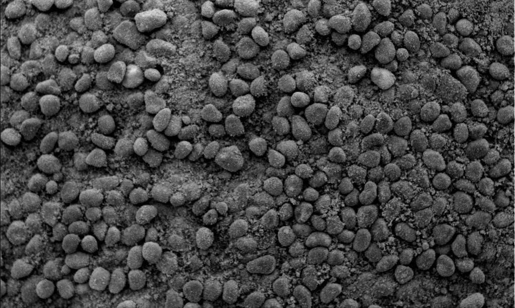 NASA's Mars Exploration Rover Spirit shows the tops or crests of the waves of windblown soil that characterize the surface of Gusev Crater. The fine-grained soil, combined with coarse grains indicate that waves are geologic features known as ripples.