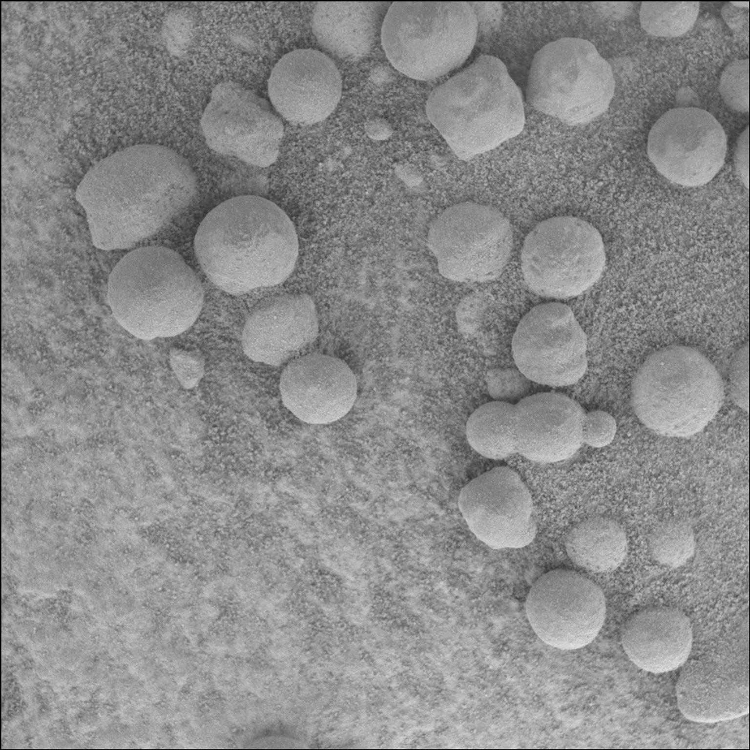 This image from NASA's Mars Exploration Rover Opportunity shows 'blueberries' discovered on Mars. They are spherules that are the abundant spherical hematite inclusions.