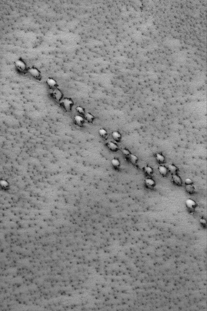 NASA's Mars Global Surveyor shows a group of aligned barchan sand dunes in the martian north polar region. The dunes were covered with seasonal frost, but the frost had begun to sublime away, leaving dark spots and dark outlines around the dunes.