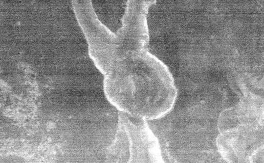 This image is part of THEMIS art month, taken by NASA's Mars Odyssey featuring a portion of Mars' landscape bearing a striking resemblance to a bunny.