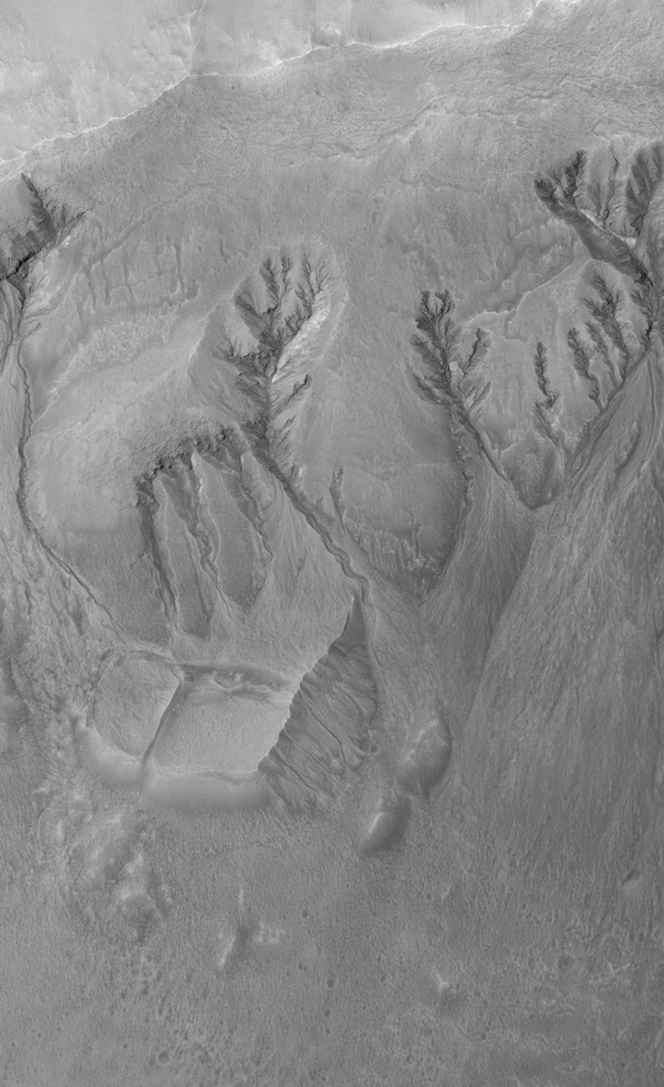 NASA's Mars Global Surveyor shows a portion of the northern wall complex of a crater in northwest Terra Sirenum on Mars. Several spectacular gully networks extend from a variety of elevations on the wall and run downslope toward the crater.