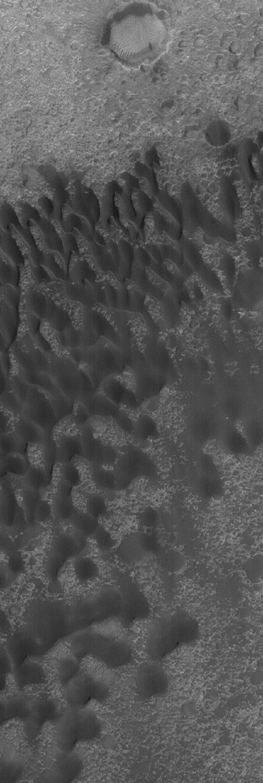 This image from NASA's Mars Global Surveyor shows a portion of a field of dark sand dunes superposed on the light-toned floor of a crater in eastern Tyrrhena Terra.
