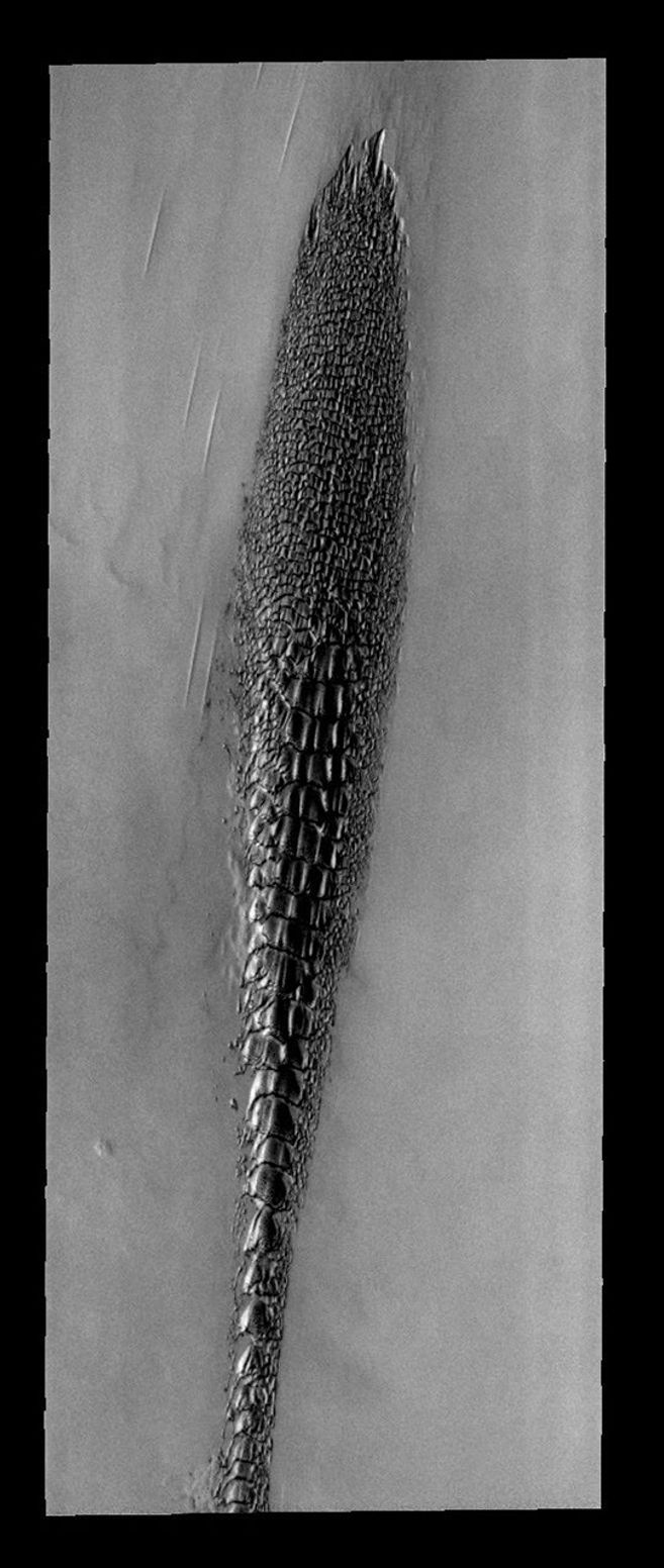 This image is from NASA's 2001 Mars Odyssey. THEMIS ART IMAGE #73 These north polar dunes on Mars look odd -- like a plant, or fossil, or some alien creature.
