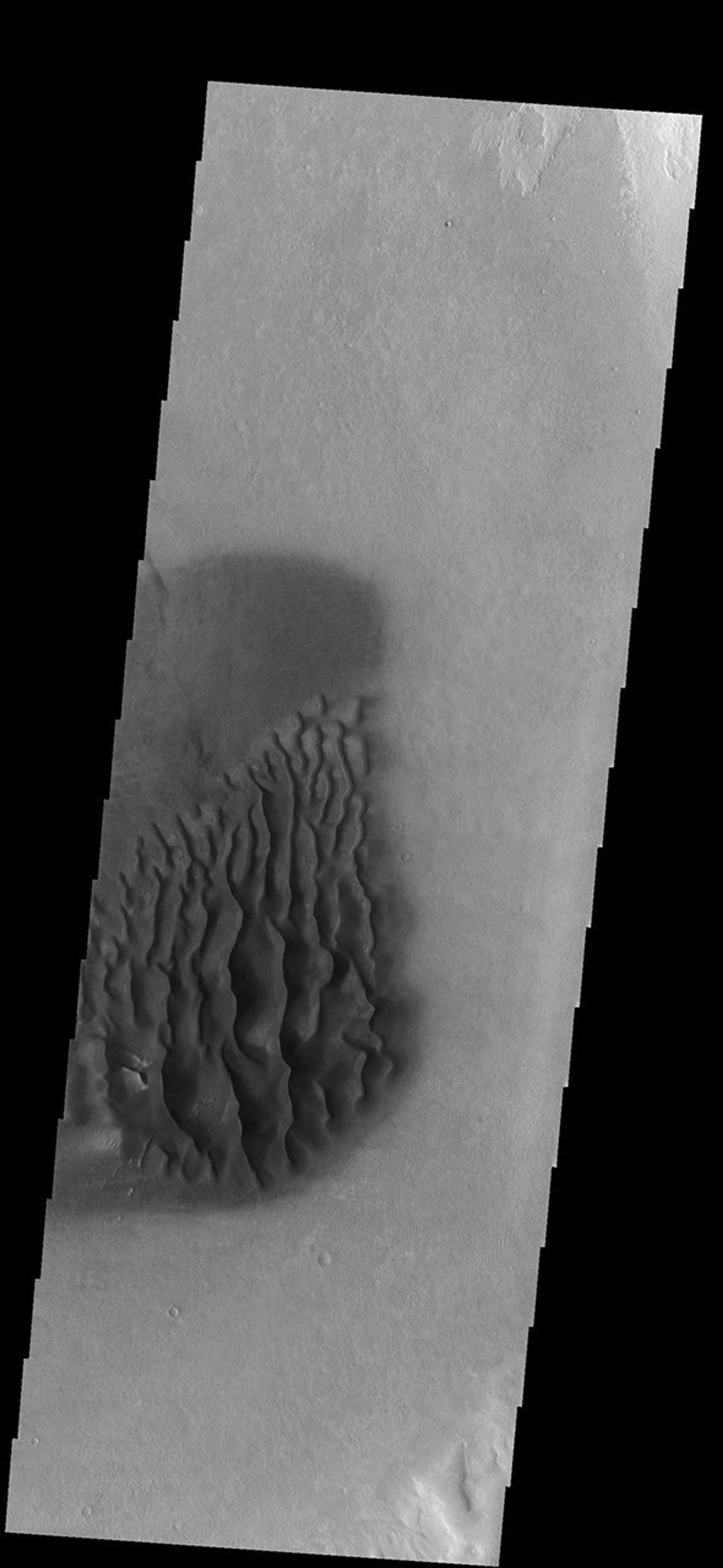 This image from NASA's Mars Odyssey spacecraft shows a field of dunes located of the floor of an unnamed crater north of Proctor Crater.