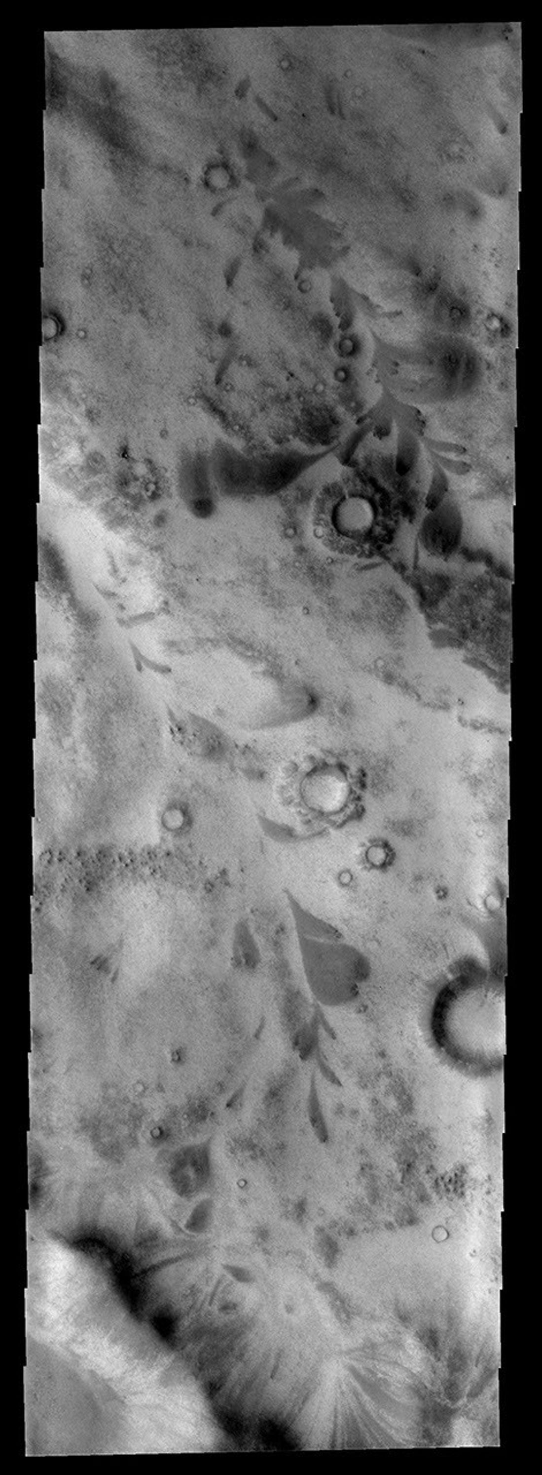 This image from NASA's Mars Odyssey spacecraft shows an area just outside Mars' south polar cap region. The dark leaf-shaped features are material moving down slope and then down valley.