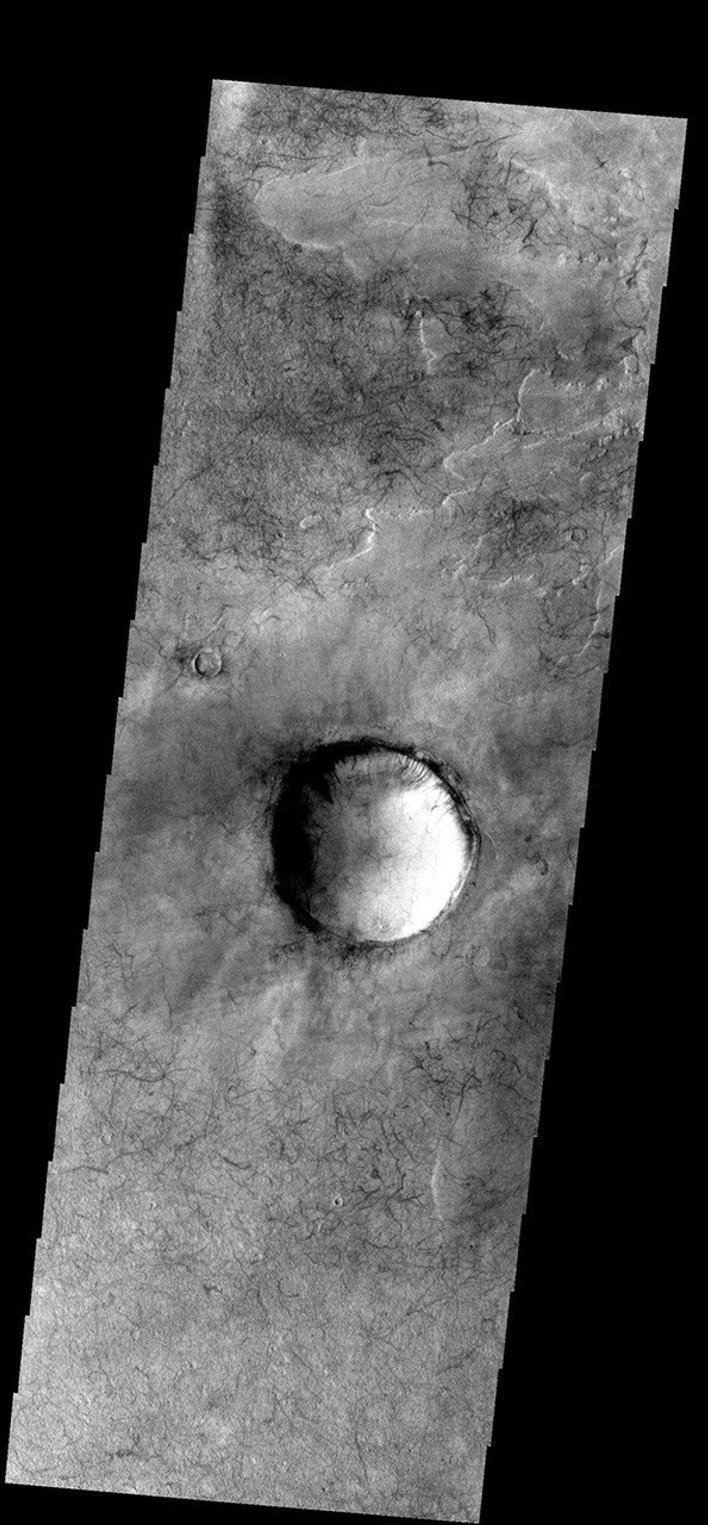 This image from NASA's Mars Odyssey spacecraft shows dust devil tracks located in Noachis Terra.