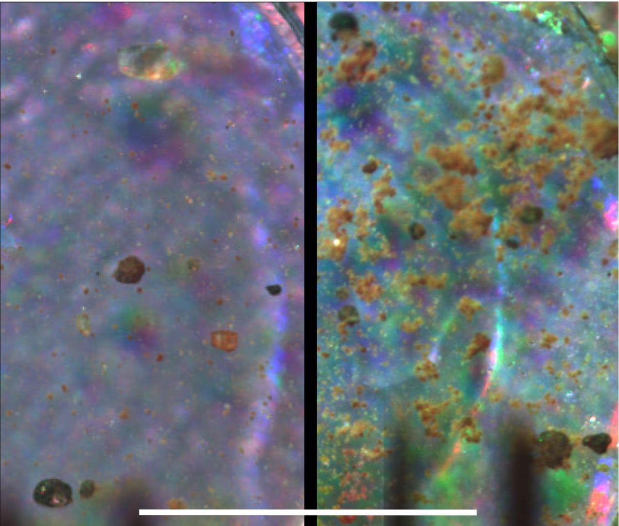 This pair of images taken by NASA's Phoenix Mars Lander offers a side-by-side comparison of an airfall dust sample collected on a substrate exposed during landing (left) and a soil sample scooped up from the surface of the ground beside the lander.