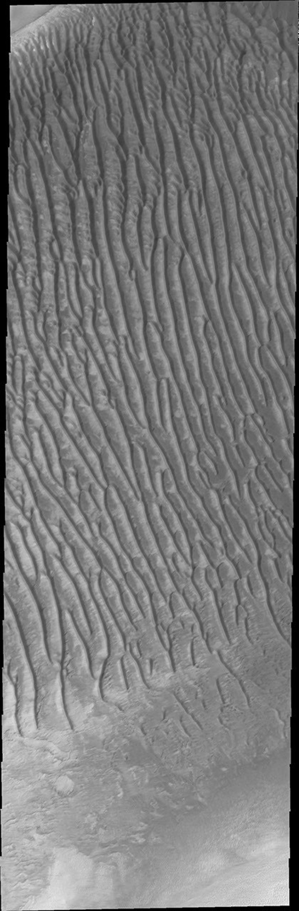 This image from NASA's Mars Odyssey shows a the large dune field in Richardson Crater. Many craters around the south pole of Mars contain dune fields.