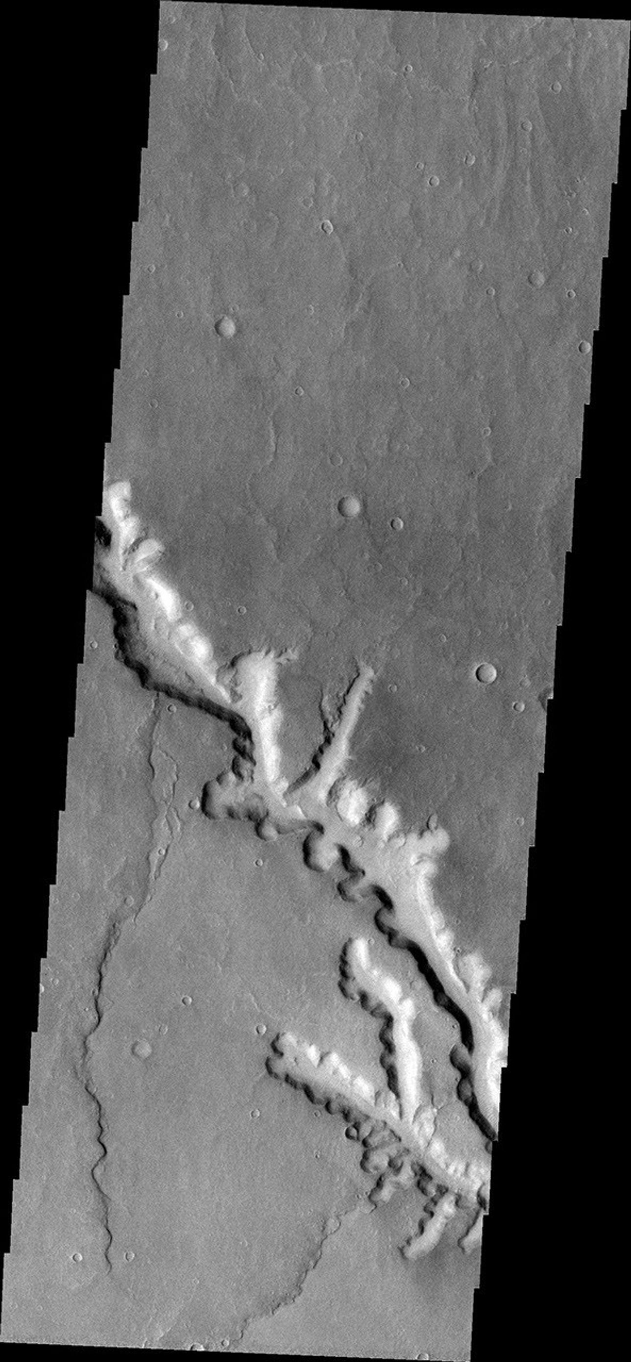 This 2001 Mars Odyssey spacecraft image shows a channel on Mars with extensive scalloping of its margins. The process of scalloping is widening the channel.