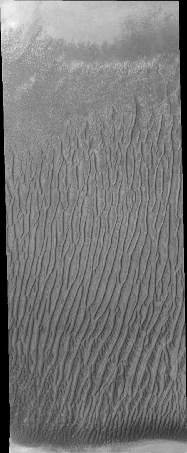 Linear duneforms are found on the sand dune sheet on the floor of Richardson Crater on Mars as seen by NASA's Mars Odyssey spacecraft.