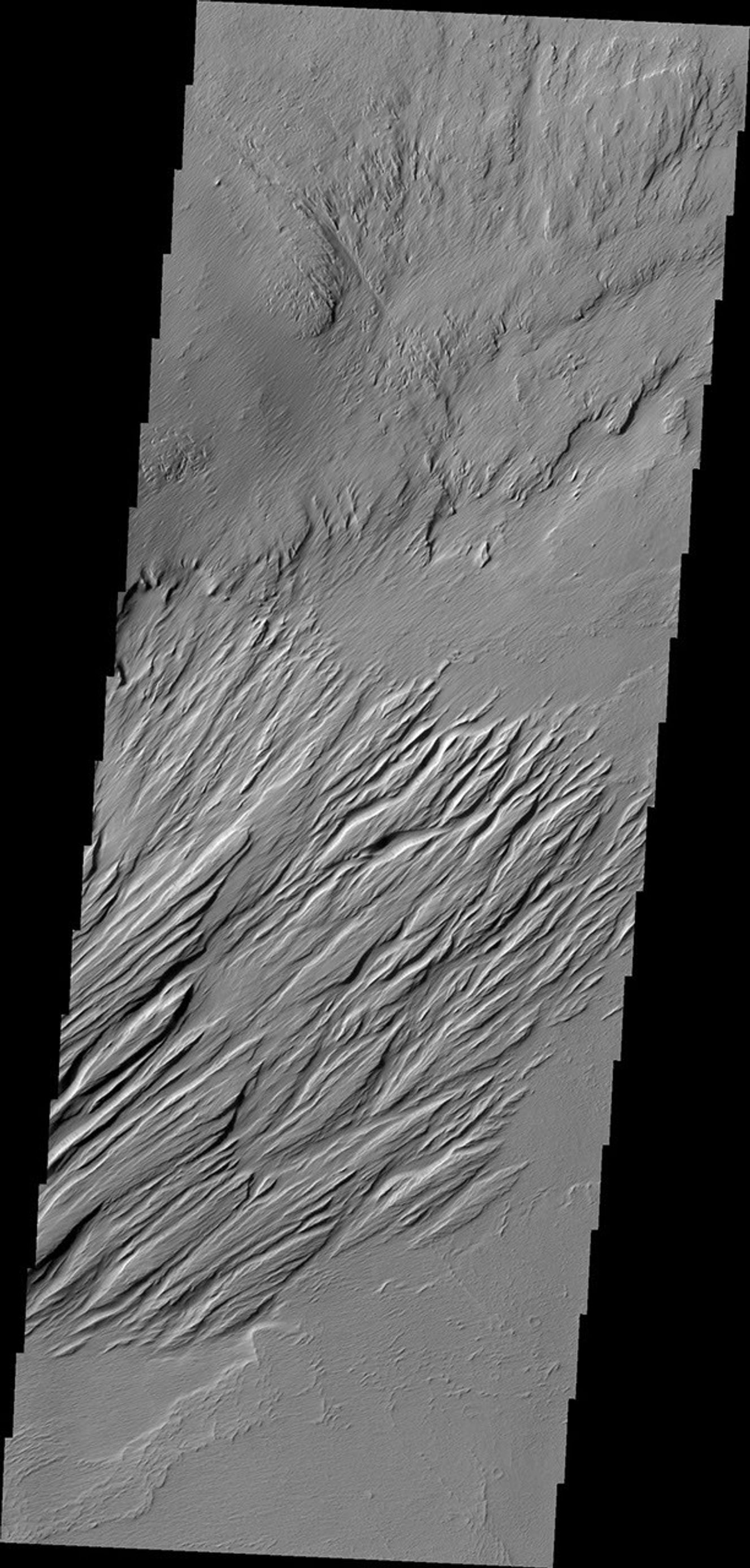 Located near Amazonis Mensa, this region of Mars has undergone erosion by wind. Long linear hills being created by the wind are called yardangs in this image from NASA's 2001 Mars Odyssey.