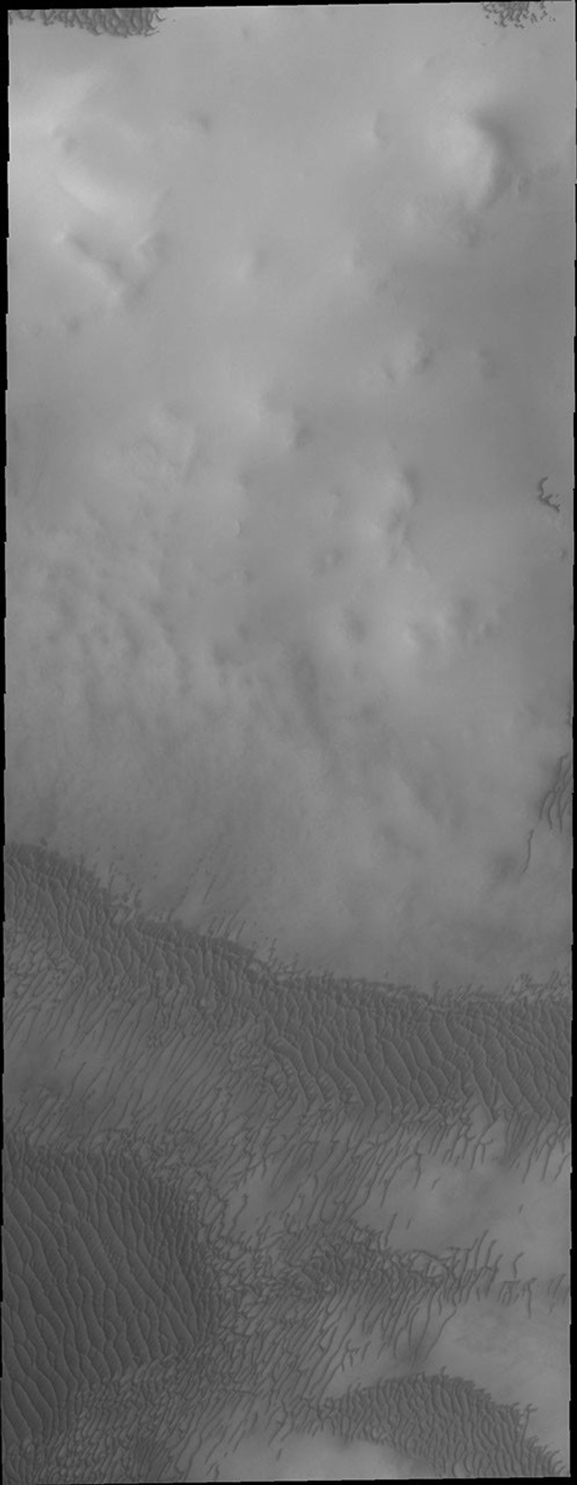 The dunes in this image captured by NASA's Mars Odyssey are near the north polar cap.