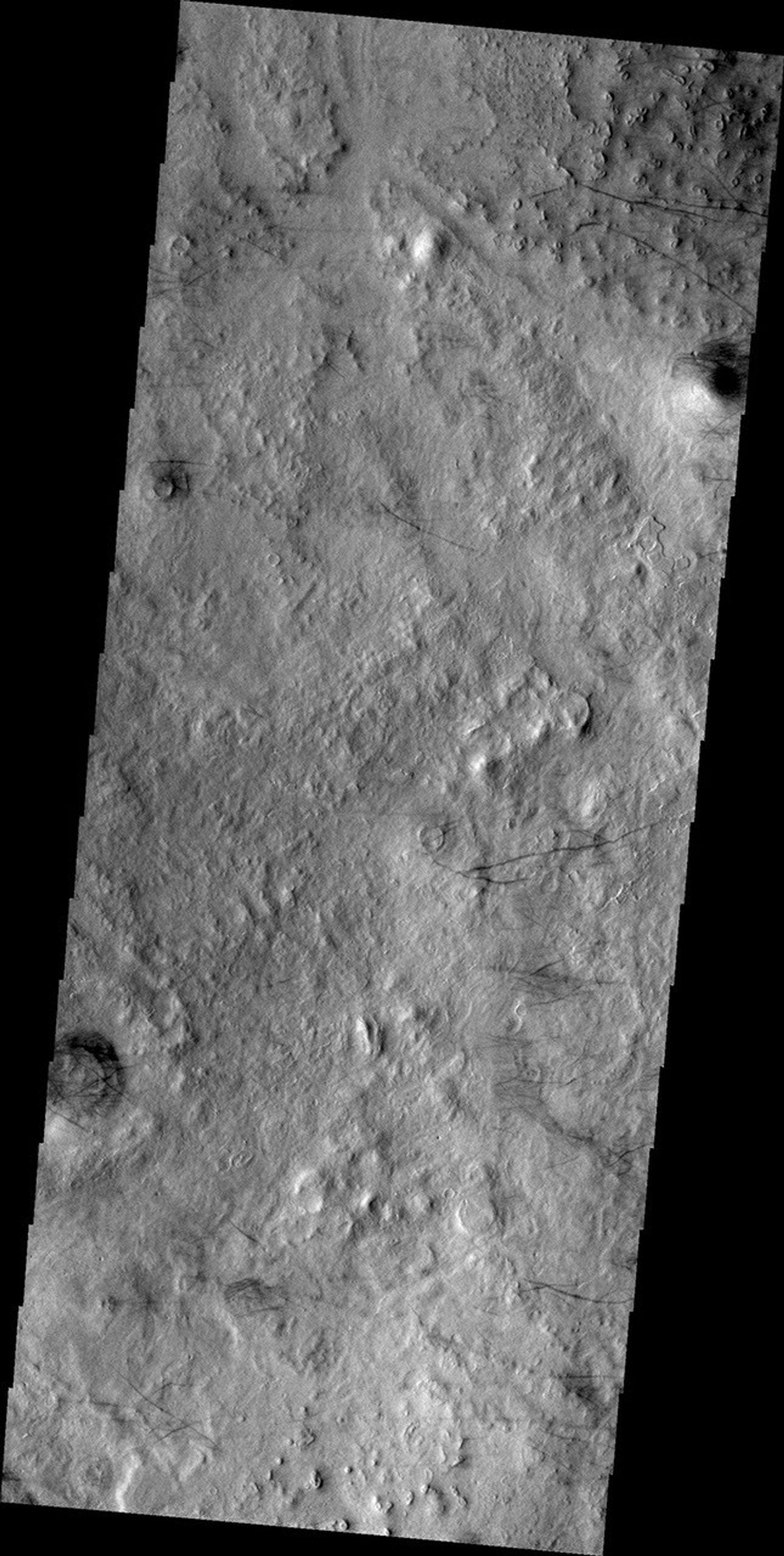 The dark lines in this image from NASA's Mars Odyssey are the tracks of dust devils in this region of Arcadia Plainitia. As the swirling winds move along the surface, they remove the dust cover, revealing the darker rock beneath.