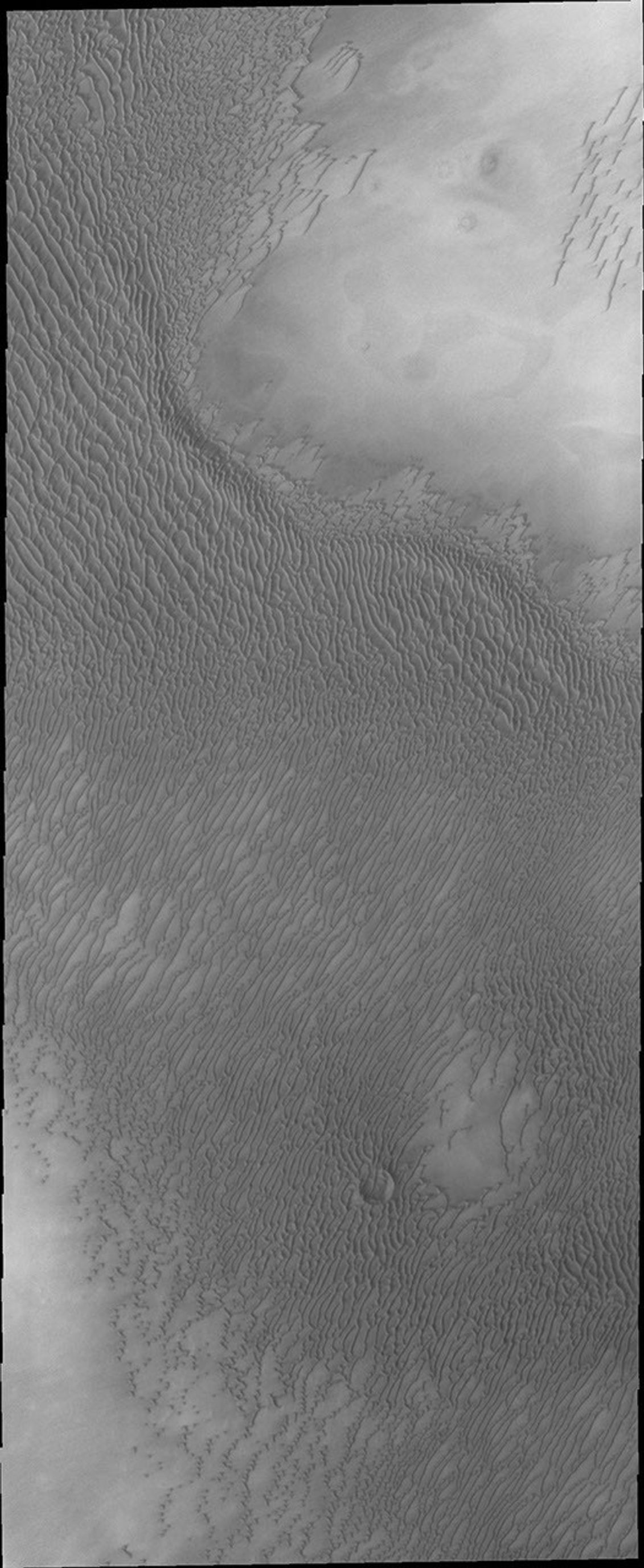 The appearance of the dunes in the North Polar Erg (or sand sea) changes as the seasons move from winter to summer. This summer image from NASA's Mars Odyssey shows the dunes totally free of frost.