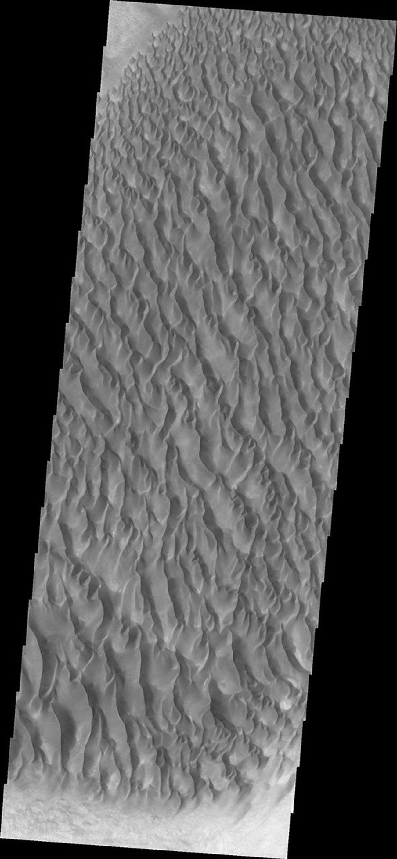 The floor of Proctor Crater is host to this sand sheet and its surface dune forms in this image captured by NASA's Mars Odyssey.