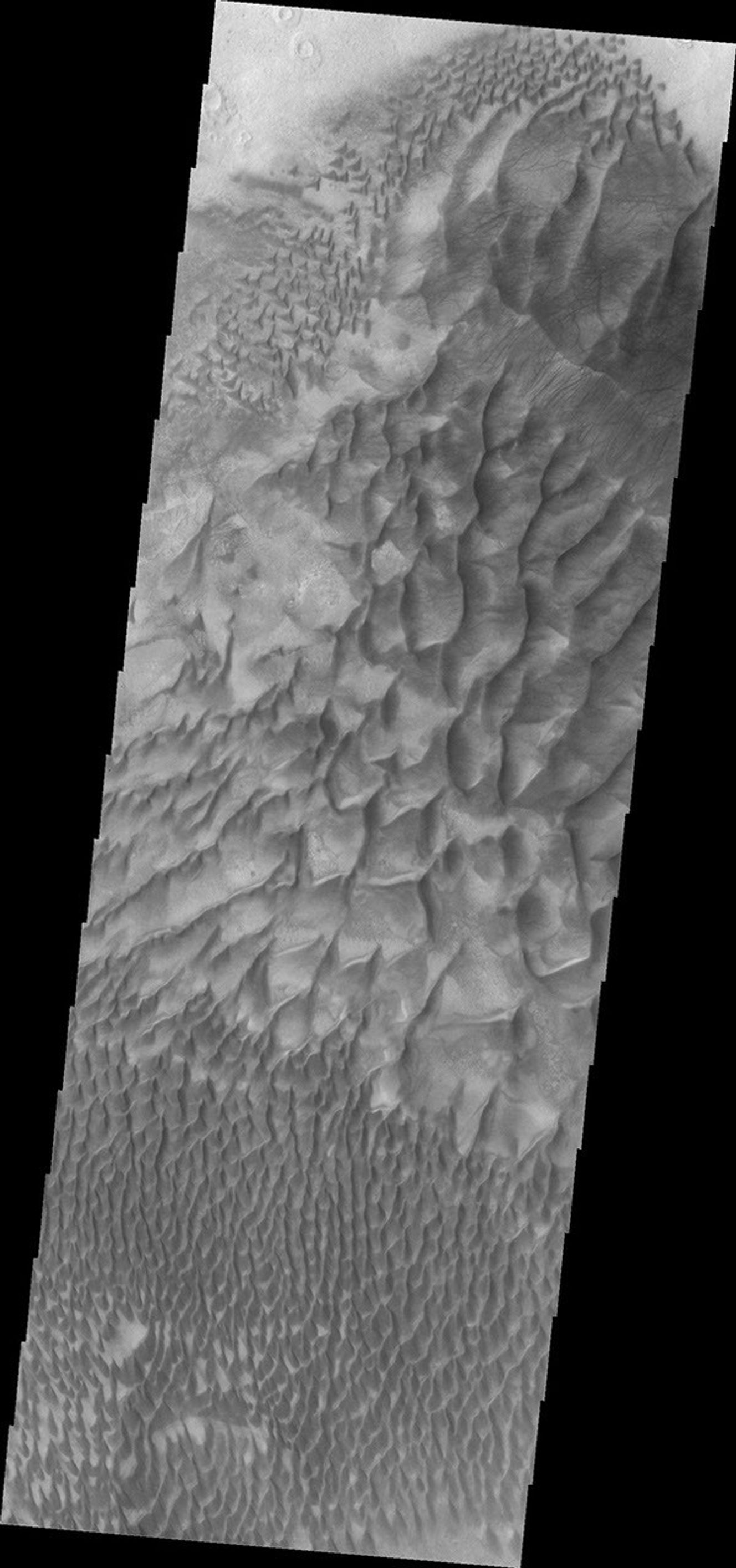 Dunes on the floor of Russell Crater vary from individual dunes, to a large hook shaped, towering sand sheet as seen by NASA's Mars Odyssey.