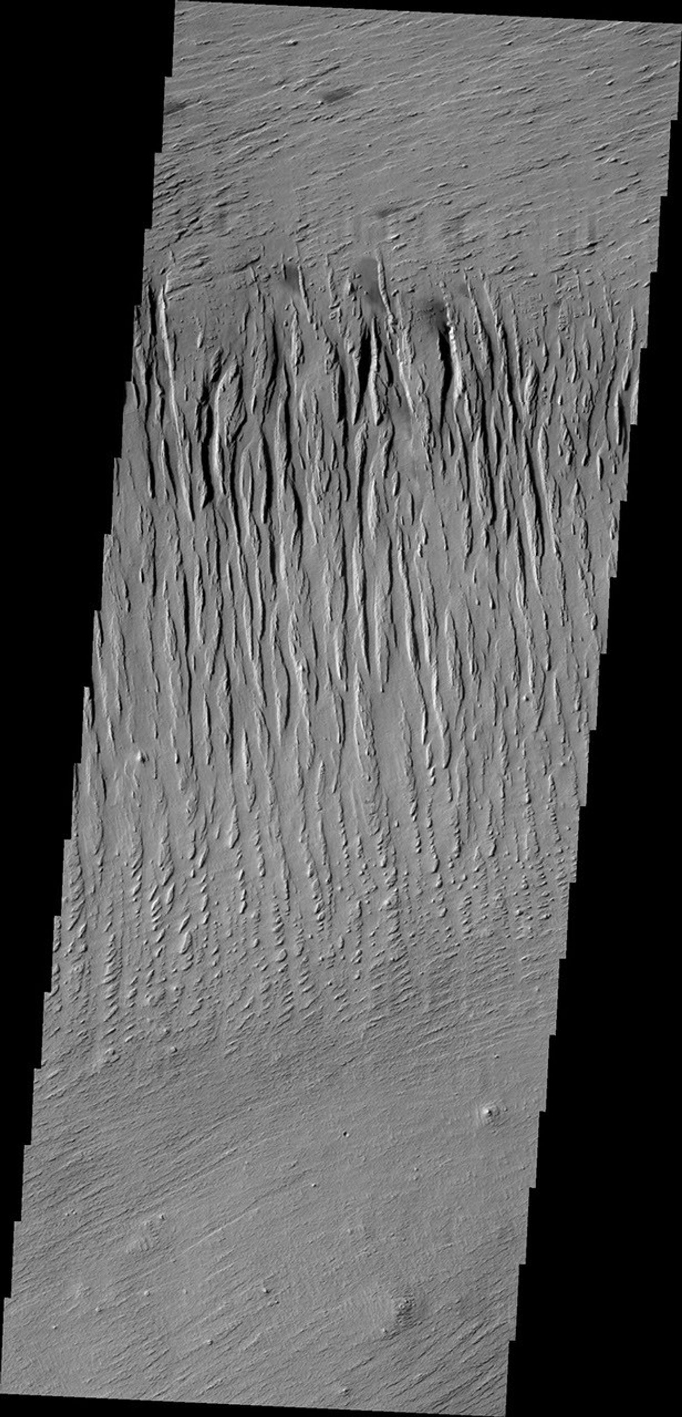 The north/south trending parallel hills and valleys in this image captured by NASA's 2001 Mars Odyssey spacecraft were created by wind erosion and are called yardangs. These yardangs are located in Zephyria Planum.